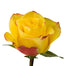 Novelty Roses