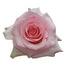 Pink Roses