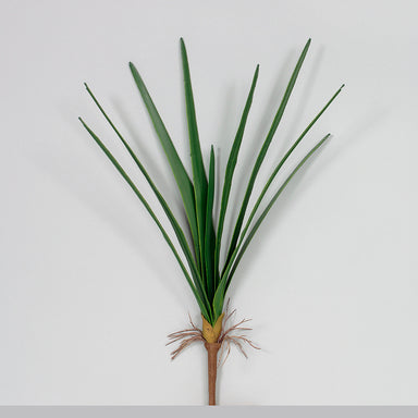 Orchid Foliage w/Roots - Green