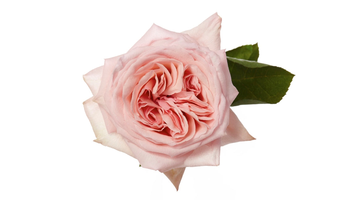 Rose Pink Pink O'Hara 40cm