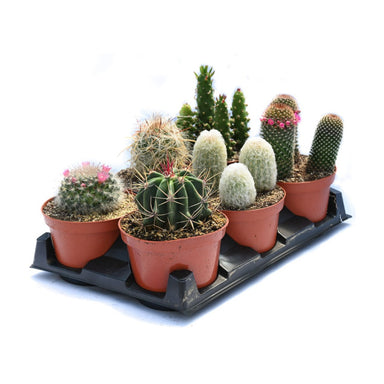 Cactus