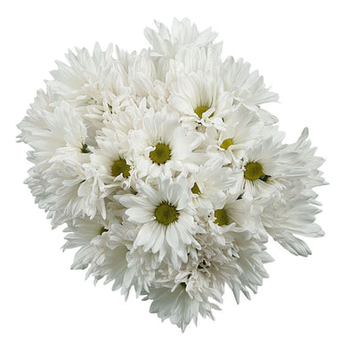 Pomps White Snowflake