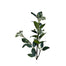 26 in Orchard Berry Branch - Green