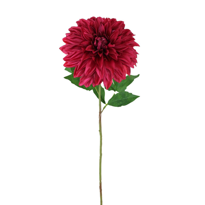 29 in Stellar Dahlia Stem