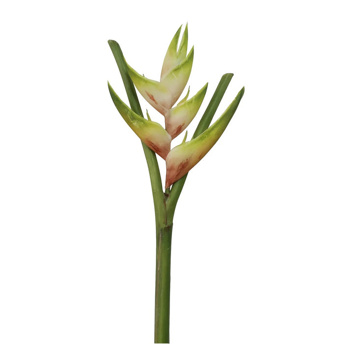 36" Torch Heliconia - White