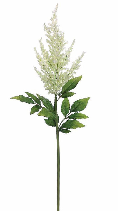 Astilbe