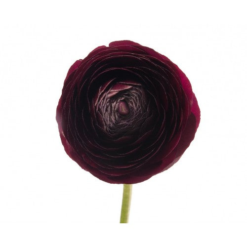 Ranunculus Purple