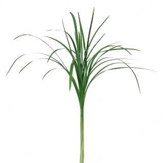 Lily Grass Variegated