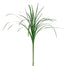 Lily Grass Variegated