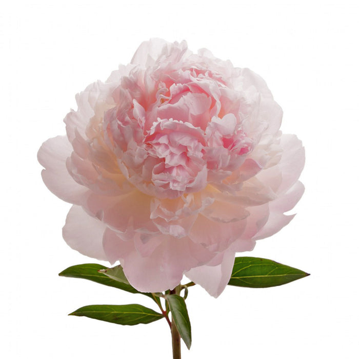 Peony Blush