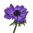 Anemone