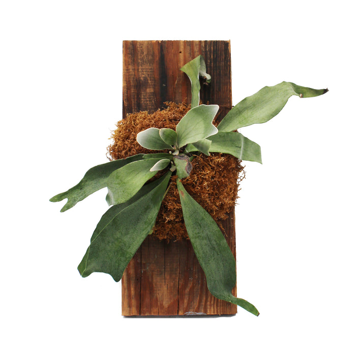 Staghorn Plaque