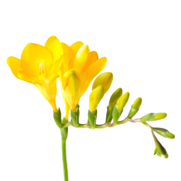 Freesia