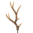 25" Antler Stem - Natural