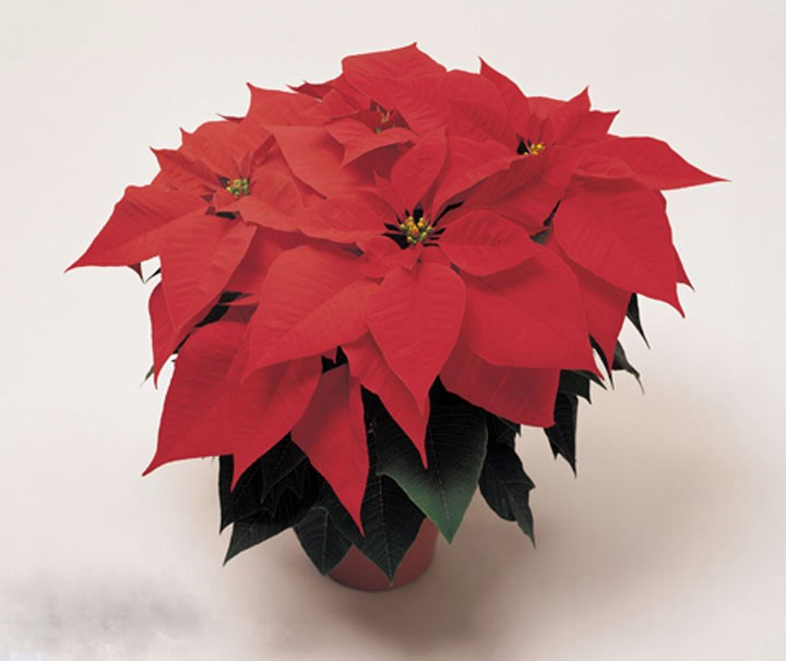 Poinsettia