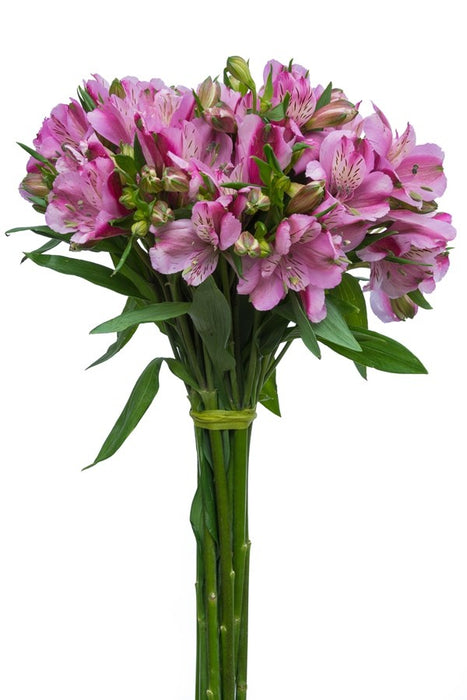 Alstroemeria Purple