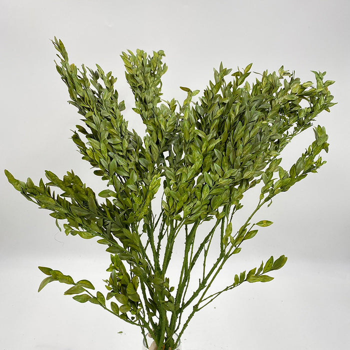 Preserved Boxwood - Green