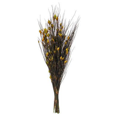 15-20 in Bell Grass Basil Pods (5oz Bundle)