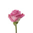 Rose Lavender Soulmate 40cm