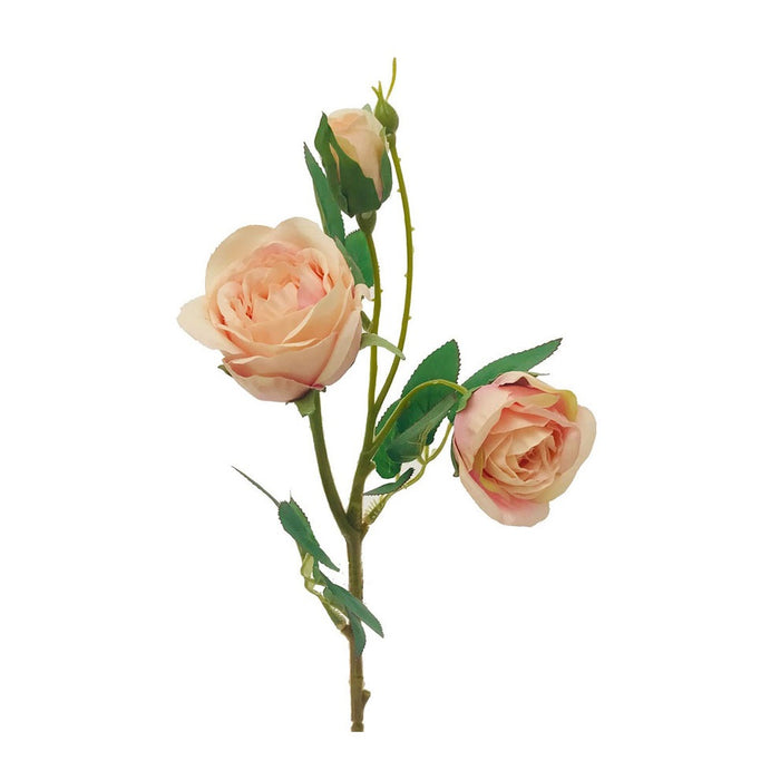 17 in English Garden Rose - Blush