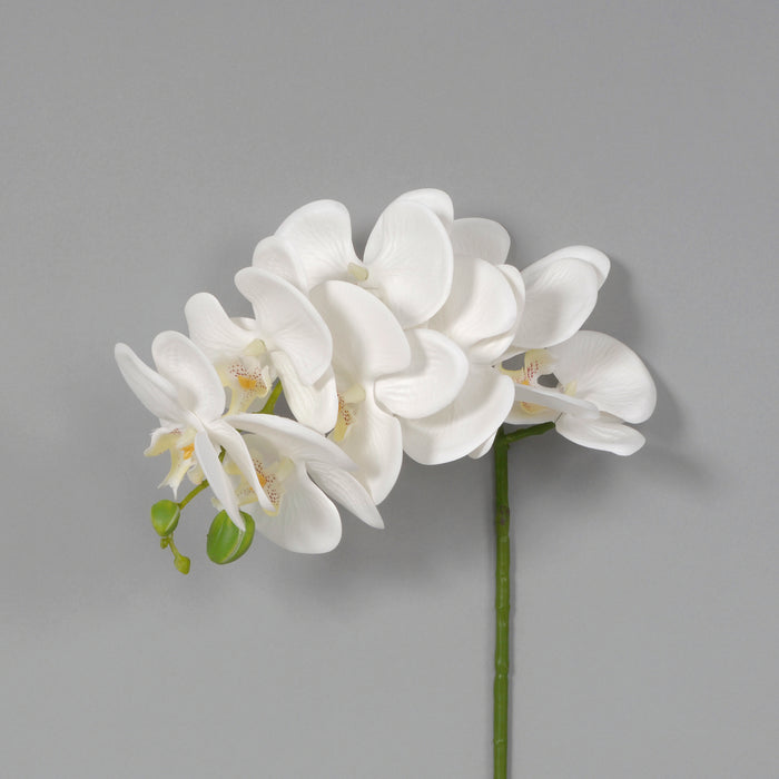 28" 3D Phalaenopsis - White