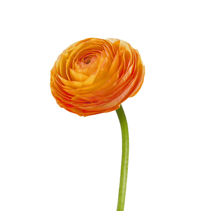 Ranunculus Orange