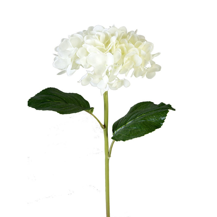 21 in Mophead Hydrangea - White
