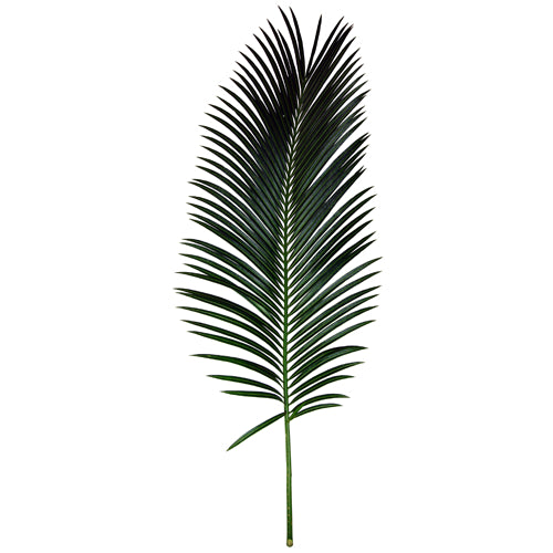 Sago Palm