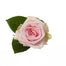 Pink Roses