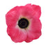 Anemone