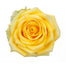 Yellow Roses