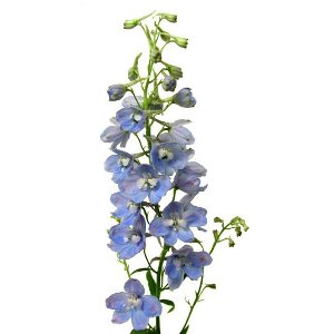 Delphinium