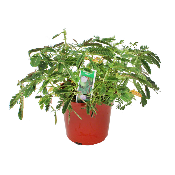 4 Inch Sensitive Plant