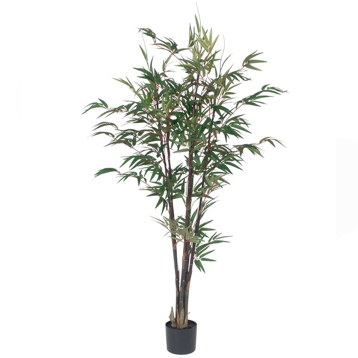 5' Mini Bamboo Tree & Black Plastic Pot