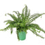 Kimberly Queen Fern