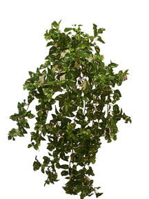 20" Mini Pothos Vine Bush