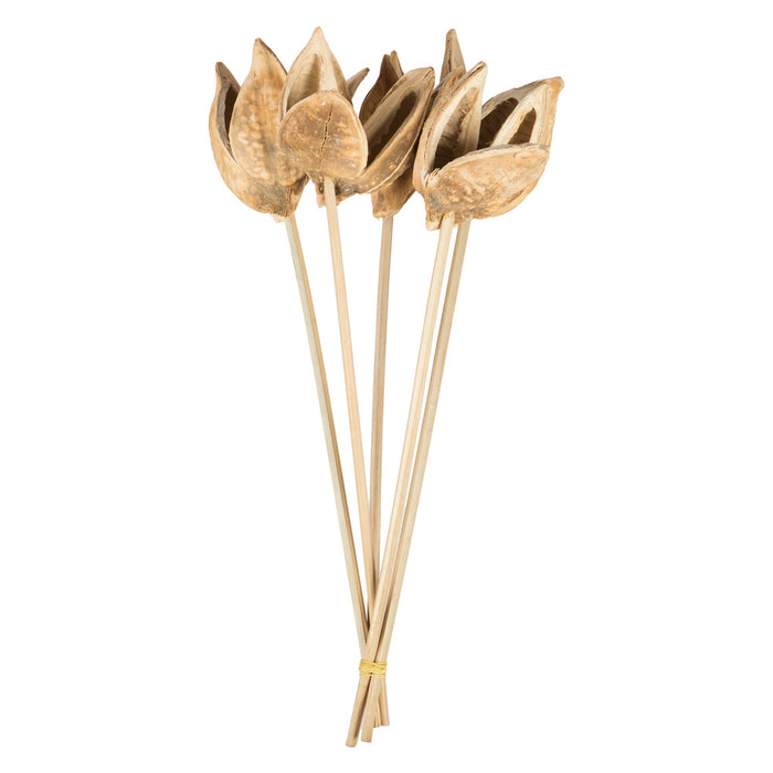 16 in Bleached Sora Pod on Stem (5/Pack)