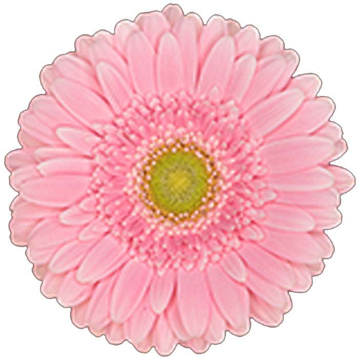 Gerbera Pink Bella Rosa