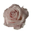 Rose 60cm Sweet Escimo