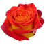 Novelty Roses