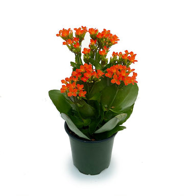 Kalanchoe