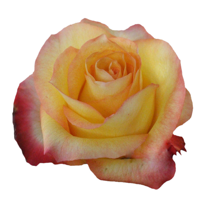 Rose Novelty Encanto 40cm