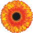 Gerbera Orange Spotlight