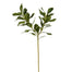 Pittosporum - Green