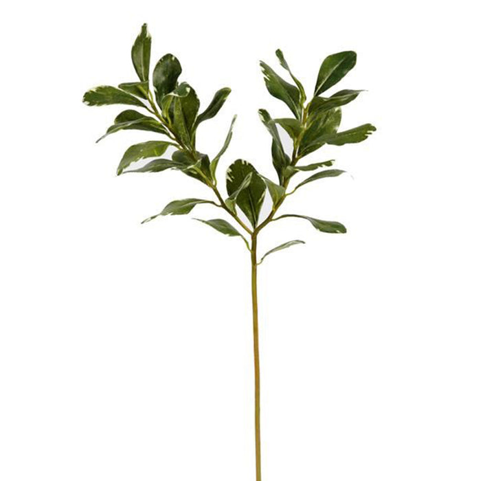 Pittosporum - Green