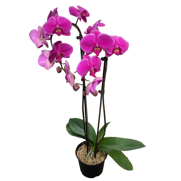 Phalaenopsis Orchid