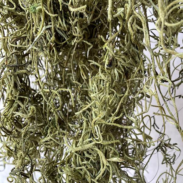 Spanish Moss- 1.24 Cu Ft.- Light Green