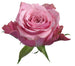Rose Pink Art Deco 60cm