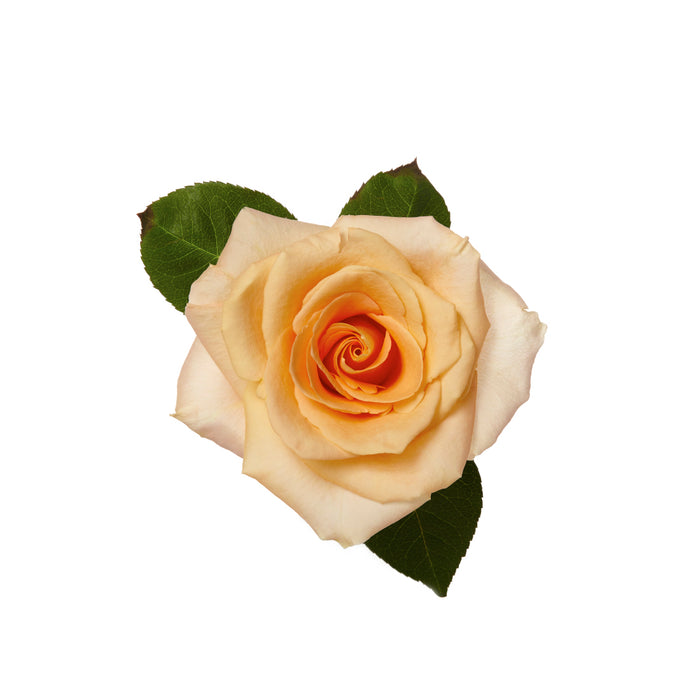 Rose Peach La Parisienne 40cm