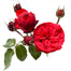 Garden Rose Red Piano